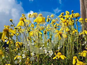 yellow wild flowers spring background