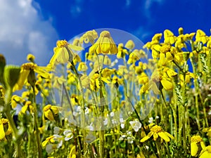 Yellow wild flowers spring background