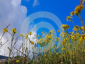 Yellow wild flowers spring background