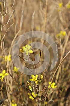 Yellow wild flowers in their natural environment