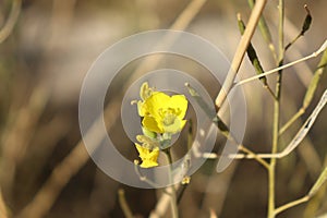 yellow wild flowers in their natural environment photo