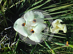 Yellow wild iris flower