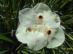 Yellow wild iris flower