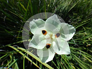 Yellow wild iris flower