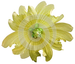 Yellow wild mallow flower on a white isolated background with clipping path. Closeup. Element of design.