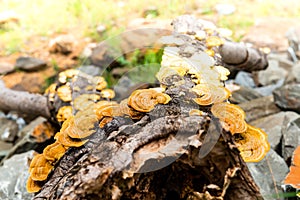 Yellow wild mushrooms in Pang Sida National Park