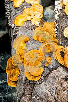 Yellow wild mushrooms in Pang Sida National Park