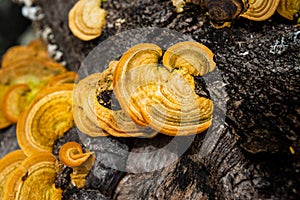 Yellow wild mushrooms in Pang Sida National Park