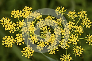 Yellow wild parsnip flowers from Newbury, New Hampshire