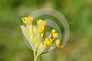 The yellow wild Primula veris macrocalyx flower in green background , flora Iran