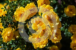 yellow wild rose bush in bloom