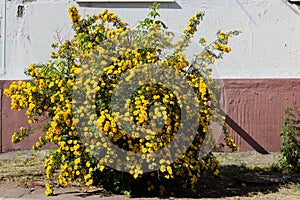 yellow wild rose bush in bloom