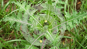 Yellow wild thistle flower bud of Sonchus asper plant with prickly leaves