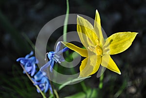 Yellow wild tulip flower close-up, wild growing in forest, blurry scilla flowers blooming