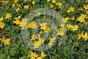 Yellow wild tulips bloom on green field in spring