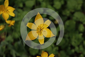 Yellow wild tulips bloom on green field in spring