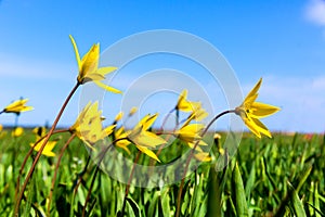 Yellow wild tulips meadow