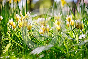 Yellow wild tulips thriving in vibrant green grass, bathed in natural sunlight