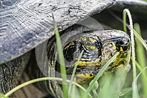 Yellow wild Turtle head walking in grass, macro photography