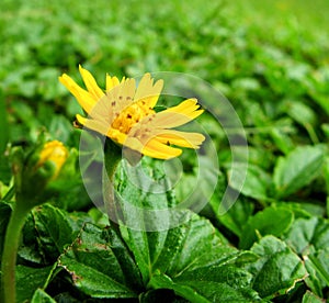 Yellow wildflower