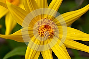 Yellow Wildflower Arnica photo