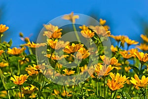 Yellow Wildflower Aster Field