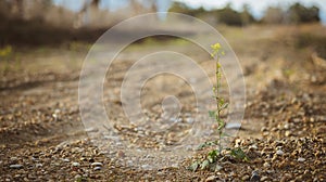 Yellow wildflower in California dry summer scenery, resilience concept