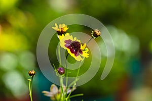 Yellow Wildflower