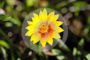 Yellow Wildflower Closeup - Gazania Uniflora