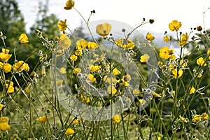 The yellow wildflower common buttercup flowering in wild field