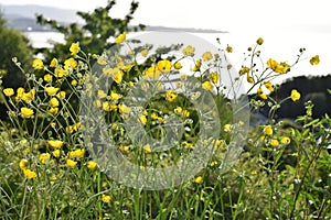 The yellow wildflower common buttercup flowering in wild field