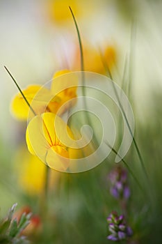 Yellow wildflower