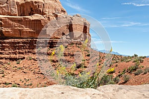 Yellow wildflower in the desert of Utah