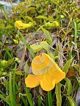 Yellow wildflower of Dolichandra photo