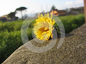 Yellow wildflower lying on a stone at sunset . Tuscany, Italy