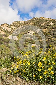 Yellow Wildflower Mountain Meadow
