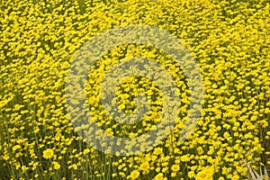 Yellow wildflowers