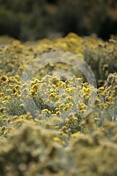 Yellow Wildflowers