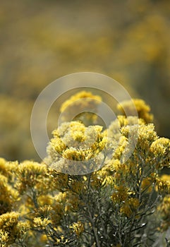 Yellow Wildflowers