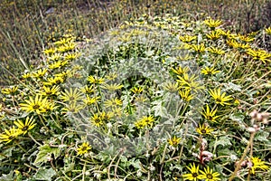 Yellow Wildflowers in australian bush