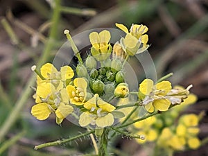 Yellow wildflowers bloom on a wide meadow near the village