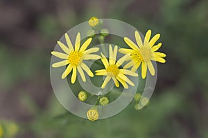 Yellow Wildflowers