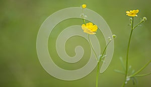 Yellow wildflowers buttercup isolated on natural green background