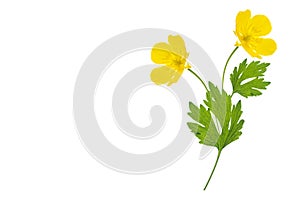 Yellow wildflowers buttercup isolated on white background