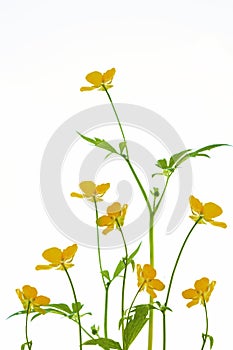 Yellow wildflowers buttercup isolated on white background