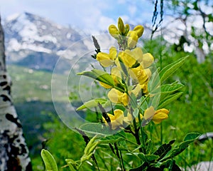 Yellow wildflowers of Colorado.