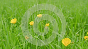 Yellow wildflowers of the creeping buttercup. Buttercup or ranunculus sp., against green grass blades. Close up.