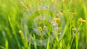 Yellow wildflowers of the creeping buttercup. Buttercup or ranunculus sp., against green grass blades. Static.