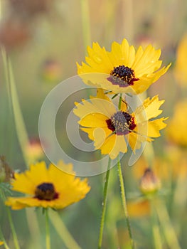 Yellow wildflowers growing in an East Texas field