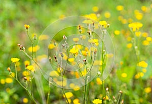 Yellow wildflowers Hypochaeris radicata